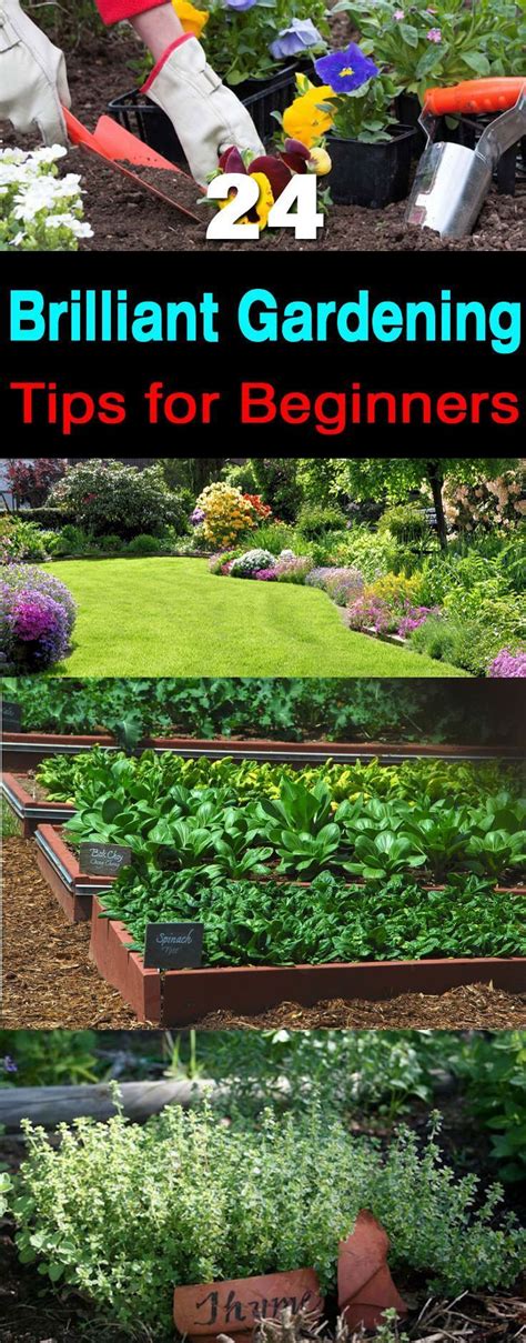 We did not find results for: 24 geniale Gartentipps für Anfänger - Blumenblog - 24 ...