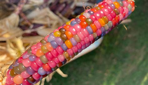 Grow Your Own Rainbow Corn This Fall And Experience Magic