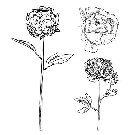 Set Of Sketch And Hand Drawn Peony Flower Collection Set 14862767