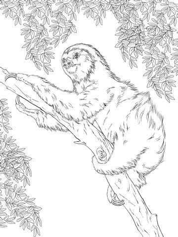Oso perezoso, oso perezoso, perezoso, oso Perezoso de Dos Dedos sobre un árbol Dibujo para colorear ...