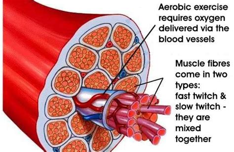 Slow Twitch Muscle Fibers And The Benefits Of Lagree Fitness