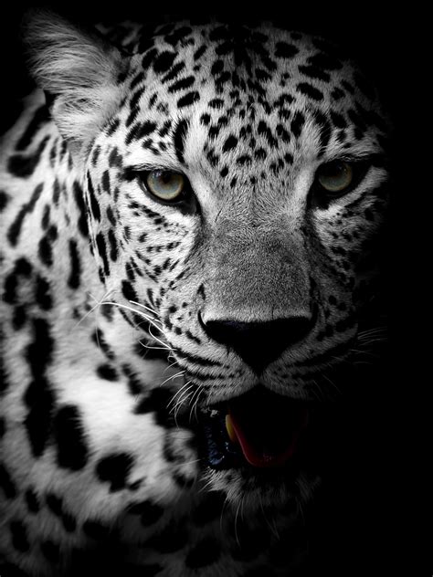 Wallpaper Leopard Dark Background Hd 4k Animals 8559