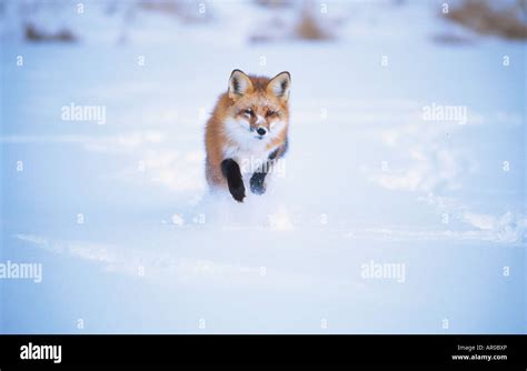 Captive Red Fox Pouncing Winter Stock Photo Alamy