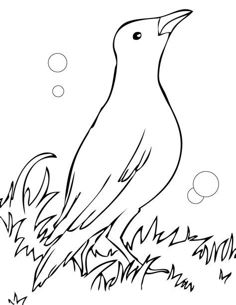 Black Bird Coloring Pages At Free Printable