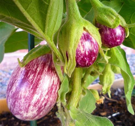 How To Grow Eggplant In Containers Hubpages