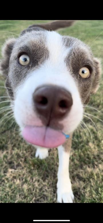 Fresno CA Border Collie Meet Wiley A Pet For Adoption AdoptaPet Com