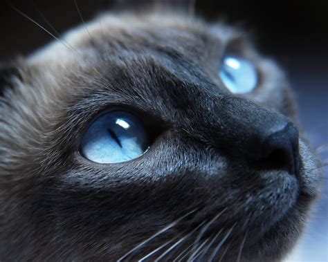 Black Cat With Blue Eyes 01 Cute Little Kitty Cat Living Wallpaper