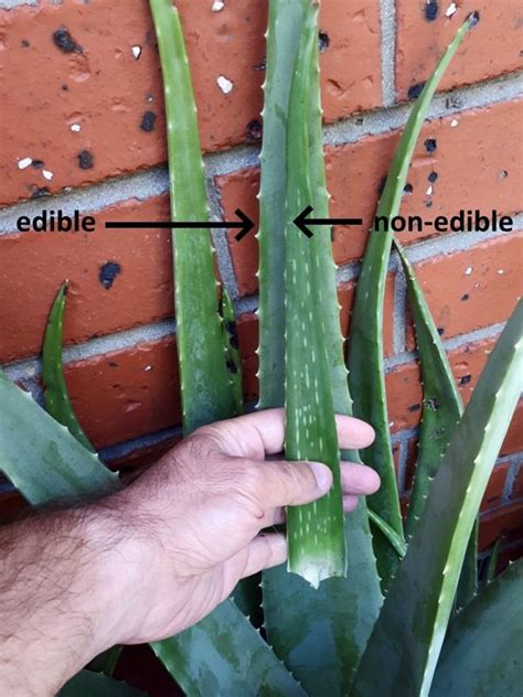 Identifying Edible Aloe Vera Plants A Beginners Guide Planthd