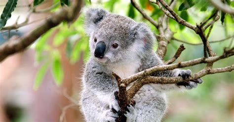 Can The Koala Genome Save The Species From Deforestation And Chlamydia