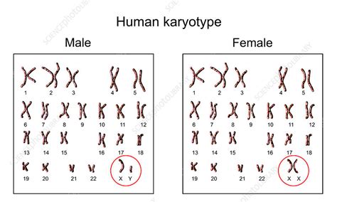 human chromosomes male vs female karyotype illustration stock image f020 1394 science