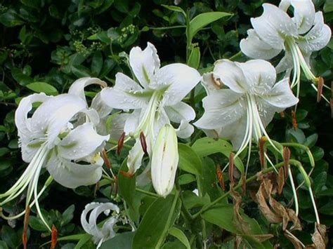 Lilium Speciosum Var Album Japanese Lily World Of Flowering Plants