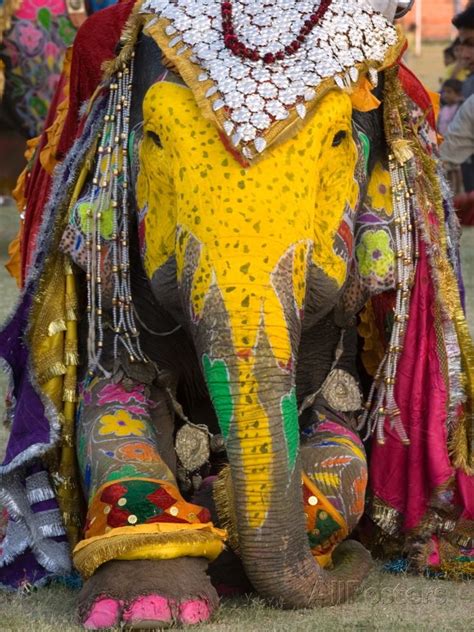 Elephant Festival Jaipur Rajasthan India Photographic Print Philip Kramer Allposters