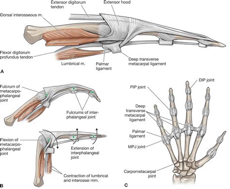 Ligaments Of The Hand Anatomy Anatomical Charts Posters
