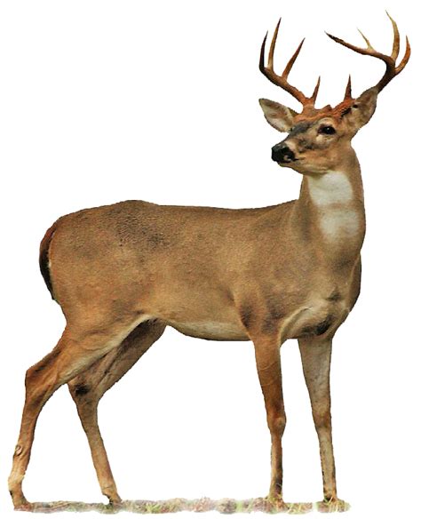Buck Deer Png Transparent Buck Deerpng Images Pluspng
