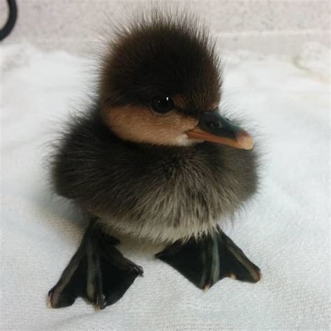 18 Adorable Ducklings Living Their Best Little Duckling Lives Cute
