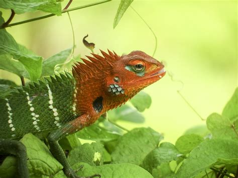 Sri Lanka Lizard Nature Free Photo On Pixabay