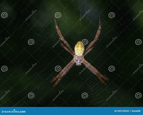 Spider Hanging On A Web Stock Photo Image Of Spiderweb 205169262