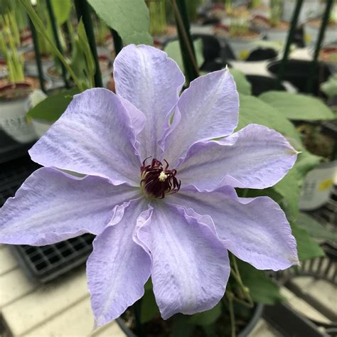 5 Clematis Varieties That Work Well In Alberta Gardening With Sharon