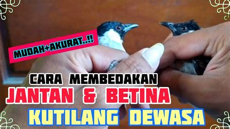 GAMPANG Cara MEMBEDAKAN Kutilang JANTAN Dan BETINA Dewasa