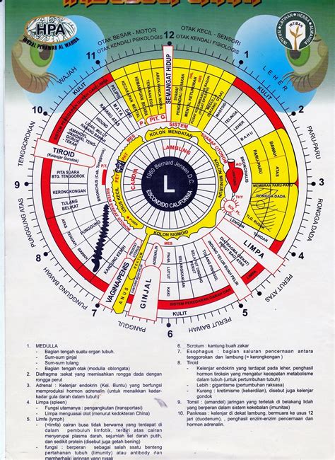 Fakhd bagian samping luar berfungsi untuk, rematik, gatal, bisul, dan bagian samping berfungsi haid tak teratur, sulit kencing, kram ginjal. SEMBUH DENGAN SATU TITIK 2 | Bekam, Refleksi & Kiropraksi