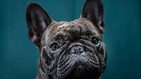 Support by spreading the word! The Price French Bulldogs Pay for Being So Cute - The New ...