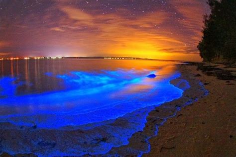 This Is Jervis Bay Australia Bioluminescence Not Mosquito Bay Vieques