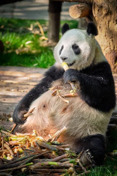 Giant Panda Bear In China Stock Image Image Of Panda 127508589