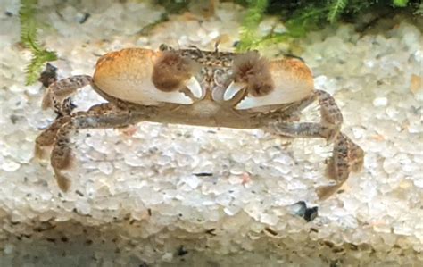 Pom Pom Crab Freshwater Complete Care Guide Learn The Aquarium