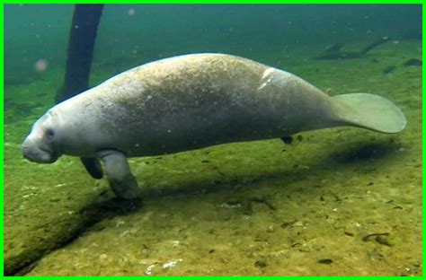 Manatee Adalah Lembu Laut Yang Gendut