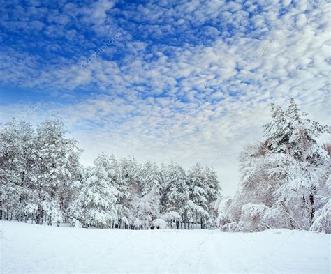 New Year Tree In Winter Forest Beautiful Winter Landscape With Snow