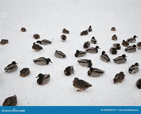 Wild Ducks On The Shore Of The Frozen Pond In The Snow Stock Photo