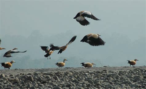 Fifteen years to wait for migratory birds. Shrinking wetlands, deforestation fuelling migratory birds ...