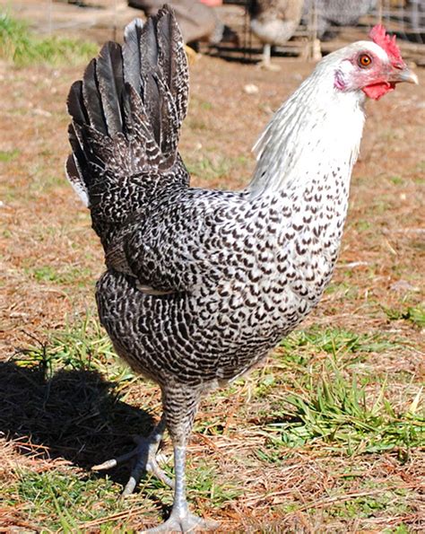 Fayoumi Chicken Characteristics Temperament And Uses