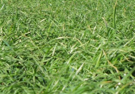 Afterburner Annual Ryegrass Cover Crops Promoting Plant Diversity