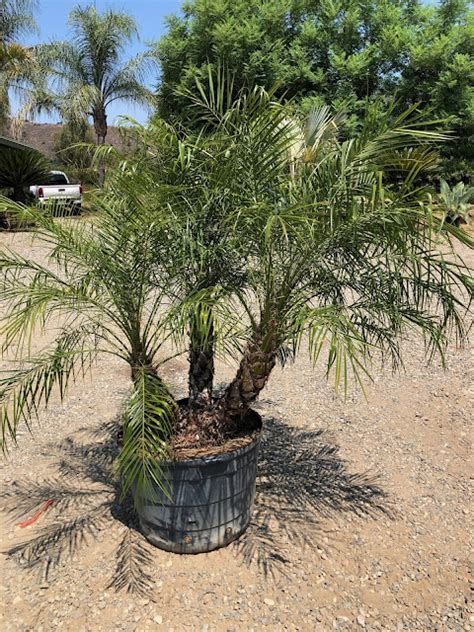 Gregory Palm Farms Pygmy Date Palms With Triple Trunks Come And