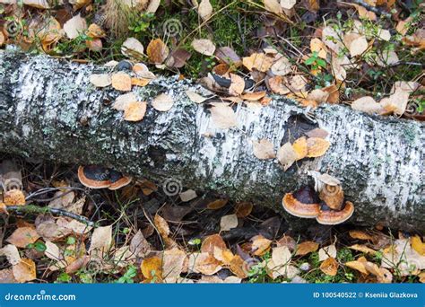 Mushrooms Growing On A Dead Birch Stock Photo Image Of Autumn Summer