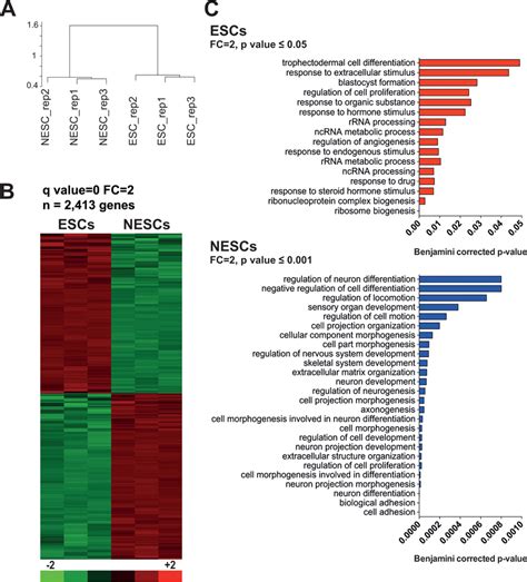 Change In Gene Expression Profile During Esc Neural Induction A