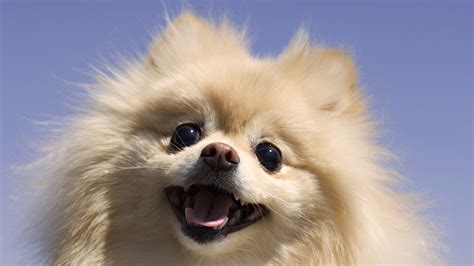 Funny Dogs Pomeranian Wallpaper Hd Tuffboyscom Cute