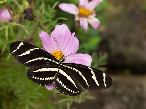 Zebra Longwing Butterfly Zebra Longwing Butterfly At The B Flickr