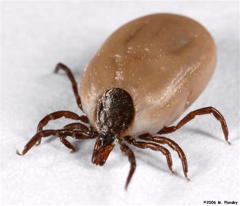 Female Deer Tick Partially Engorged Mplonsky