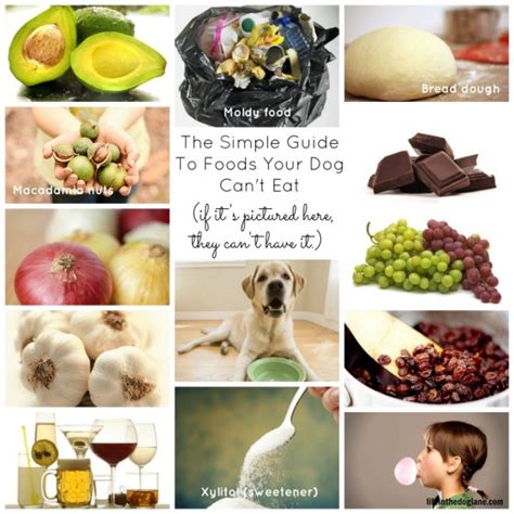 Can Dogs Eat Grapes And Other Frequently Asked Questions About Safe
