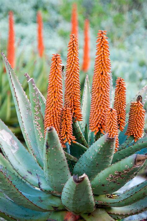 Aloe Vera Plant Flower Stalk Best Flower Site