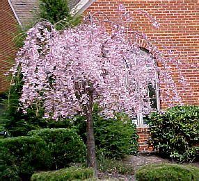 Maybe you would like to learn more about one of these? Snow Fountains Weeping Cherry | Flowering trees, Front ...
