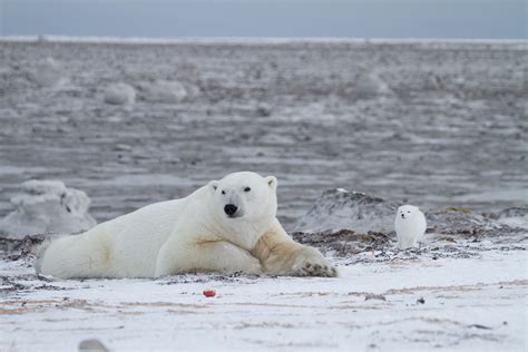 Arctic Wildlife Behaviour Photographing Wild Personalities Arctic