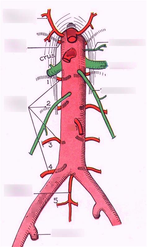 Branches Of Abdominal Aorta Diagram Quizlet