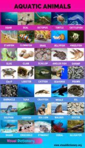 Aquatic Animals: Wonderful List of 35 Aquatic Animals for Students
