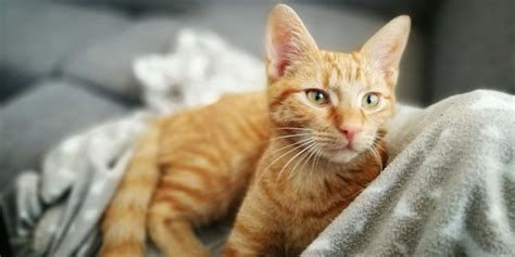 Cara mengatasi kucing stres berikutnya adalah tidak terlalu sering mengurung kucing di kandang. 6 Cara Mengatasi Kucing Betina Birahi Tanpa Dikawinkan ...