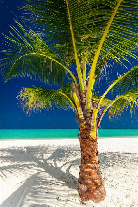 Single Vibrant Coconut Palm Tree On A White Tropical Beach