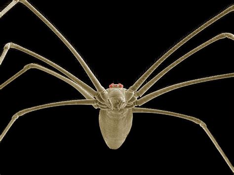 Daddy Long Legs Spider Sem Photograph By Thomas Deerinck Ncmir Pixels