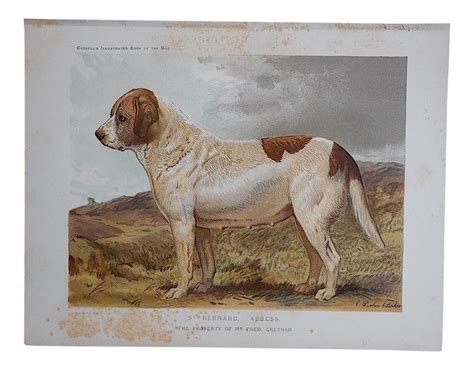 The Illustrated Book Of The Dog Was The Authoritative Book On The